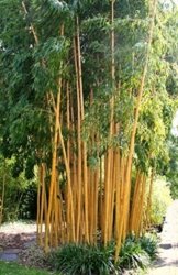 1 Pflanze 120-130 cm. Seltener Phyllostachys vivax Aureocaulis Der Zauberbambus Frosthart bis - 22 und Wuchs bis 10 Meter Höhe -