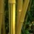 1 Pflanze 120-130 cm. Seltener Phyllostachys vivax Aureocaulis Der Zauberbambus Frosthart bis - 22 und Wuchs bis 10 Meter Höhe - 