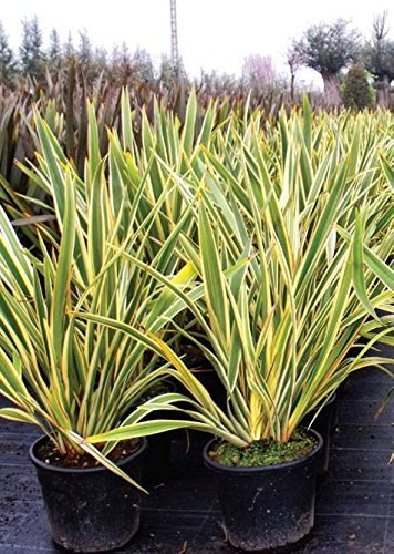 1 Pflanze 80-100 cm. Phormium variegata Duet 