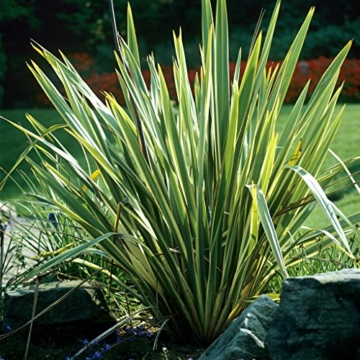 1 Pflanze 80-100 cm. Phormium variegata Duet "Neuseelandflachs" Wunderschönes Farbspiel in grün gelb -