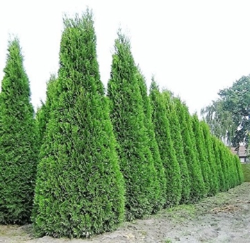 1 x Riesiger Lebensbaum Thuja Smaragd im 15 Liter Container in Baumschulqualität Gesamthöhe ca.200 cm. -