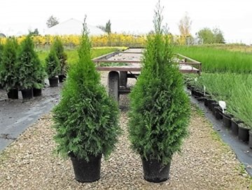 10 Pflanzen Thuja occidentalis Smaragd Kräftige Jungbäume Gesamthöhe 70-90 cm. - 