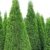 10 Pflanzen Thuja occidentalis Smaragd Kräftige Jungbäume Gesamthöhe 70-90 cm. - 