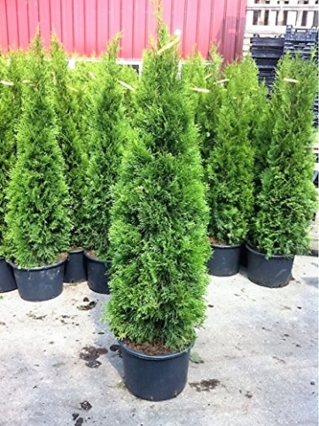 10 Pflanzen Thuja occidentalis Smaragd Kräftige Jungbäume Gesamthöhe 70-90 cm. -