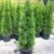 10 Pflanzen Thuja occidentalis Smaragd Kräftige Jungbäume Gesamthöhe 70-90 cm. -