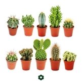 10 verschiedene Kakteen 5,5cm Topf im Set -
