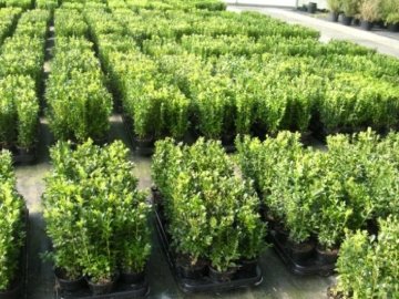100 Buchsbaum Pflanzen im Topf, Buxus sempervirens, Höhe: 10-15 cm -