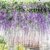 12 Stücke/Lot Künstlicher 105 cm Deko Hochzeiten Heimdekoartikel Blauregen Seidenblumen Urlaub & Blumen und Wildtierbeobachtungen simulation - 