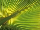 1art1 55136 Palmen - Hanf-Palmenblatt, 2-Teilig Selbstklebende Fototapete Poster-Tapete 240 x 180 cm -