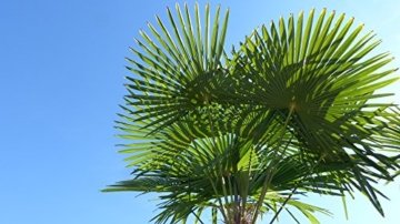250 - 300 cm Trachycarpus fortunei Hanfpalme, winterharte Palme bis -18°C - 