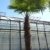 250 - 300 cm Trachycarpus fortunei Hanfpalme, winterharte Palme bis -18°C -