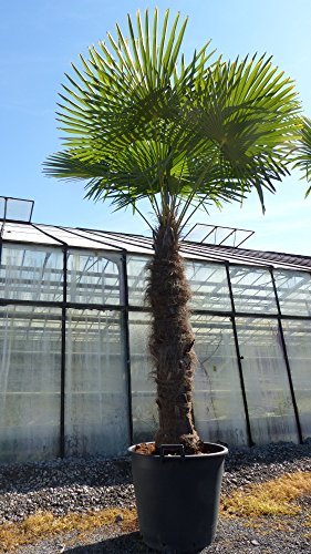 250 - 300 cm Trachycarpus fortunei Hanfpalme, winterharte Palme bis -18°C -