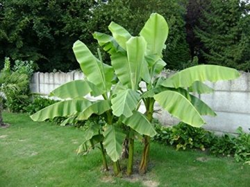 2x Pflanzen Frostharte Riesen Banane reich fruchtend und schnellwachsend auf bis zu 4 Meter Höhe - 