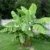 2x Pflanzen Frostharte Riesen Banane reich fruchtend und schnellwachsend auf bis zu 4 Meter Höhe - 