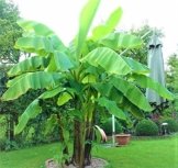 2x Pflanzen Frostharte Riesen Banane reich fruchtend und schnellwachsend auf bis zu 4 Meter Höhe -