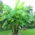 2x Pflanzen Frostharte Riesen Banane reich fruchtend und schnellwachsend auf bis zu 4 Meter Höhe -