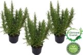 3 Pflanzen Rosmarin im 12 cm Topf - Rosmarinus officinalis, Rosmarin, Marktfrisch -