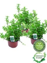 3er Set Marokkanische Minze,Mentha Spicata v. Crispa,frische Minze -