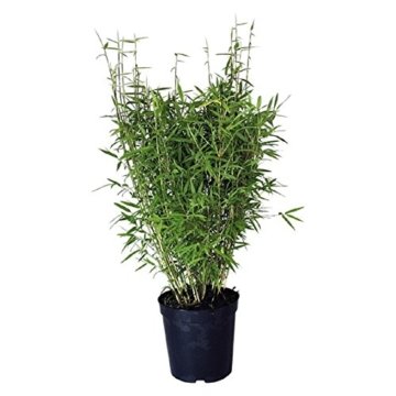 5 Pflanzen von jeweils 60-70 cm Höhe Bambus Fargesia Rufa Frosthart und schnellwachsend ohne Rhizome - 