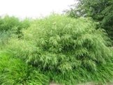 5 Pflanzen von jeweils 60-70 cm Höhe Bambus Fargesia Rufa Frosthart und schnellwachsend ohne Rhizome -