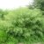 5 Pflanzen von jeweils 60-70 cm Höhe Bambus Fargesia Rufa Frosthart und schnellwachsend ohne Rhizome -