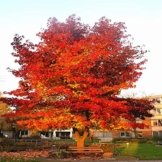 Amberbaum - 1 strauch -