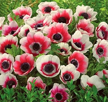 Anemone BICOLOR Rot Weiß in den Größen 20 / 50 / 100 Blumenzwiebeln (20) -