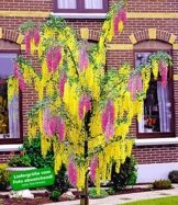 BALDUR-Garten Chimären-Goldregen, 1 Pflanze Laburnocytisus adamii -