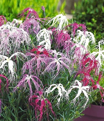 BALDUR-Garten Dianthus 'Dancing Geisha' Nelken, 3 Pflanzen - 