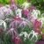 BALDUR-Garten Dianthus 'Dancing Geisha' Nelken, 3 Pflanzen - 