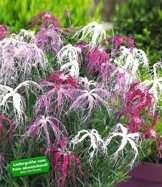 BALDUR-Garten Dianthus 'Dancing Geisha' Nelken, 3 Pflanzen -