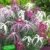 BALDUR-Garten Dianthus 'Dancing Geisha' Nelken, 3 Pflanzen -