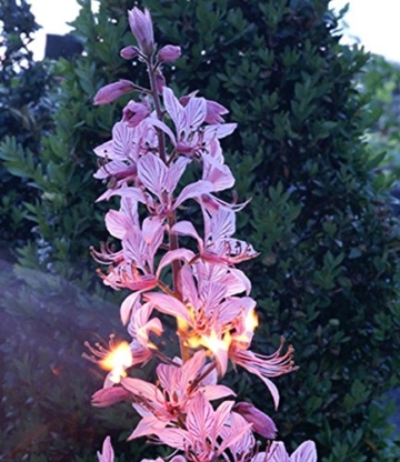 BALDUR-Garten Dictamnus albus 'Brennender Busch', 1 Pflanze Diptam - 