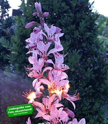 BALDUR-Garten Dictamnus albus 'Brennender Busch', 1 Pflanze Diptam -