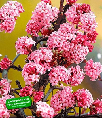 BALDUR-Garten Duft-Schneeball "Dawn" Viburnum bodnantense Winterschneeball 1 Pflanze -