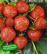 BALDUR-Garten Erdbeere Hummi®´s® 'Sengana Selektion', 6 Pflanzen Fragaria -