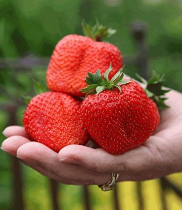 BALDUR-Garten Erdbeere 'Sweet Mary XXL®', 3 Pflanzen Fragaria - 