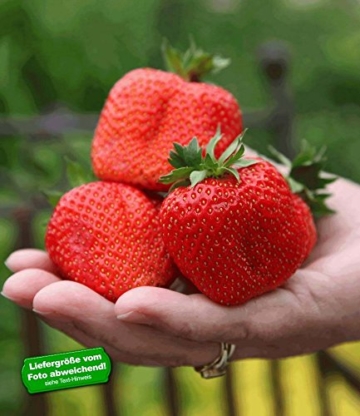 BALDUR-Garten Erdbeere 'Sweet Mary XXL®', 3 Pflanzen Fragaria -