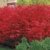 BALDUR-Garten Euyonimus Compact 'Burning Bush' Spindelstrauch, 3 Pflanzen - 