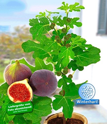 BALDUR-Garten Frucht-Feige "Rouge de Bordeaux" groß,1 Pflanze Ficus carica Feigenbaum -