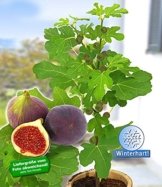 BALDUR-Garten Frucht-Feige "Rouge de Bordeaux" klein,1 Pflanze Ficus carica Feigenbaum -
