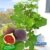 BALDUR-Garten Frucht-Feige "Rouge de Bordeaux" klein,1 Pflanze Ficus carica Feigenbaum -