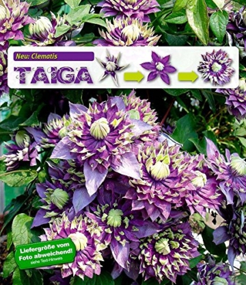 BALDUR-Garten Gefüllte Clematis "Taiga®" 1 Pflanze Waldrebe winterhart -