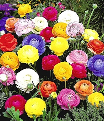 BALDUR-Garten Gefüllte Ranunkeln, 30 Stück Blumenzwiebeln - 