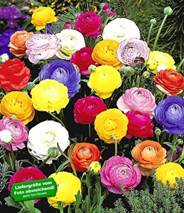 BALDUR-Garten Gefüllte Ranunkeln, 30 Stück Blumenzwiebeln -
