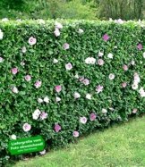 BALDUR-Garten Hibiskus-Hecke, 5 Pflanzen, Hibiscus Syriacus -