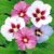 BALDUR-Garten Hibiskus-Hecke, 5 Pflanzen, Hibiscus Syriacus - 