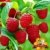 BALDUR-Garten Himbeeren TwoTimer® Sugana® , 1 Pflanze, Rubus idaeus - 