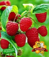 BALDUR-Garten Himbeeren TwoTimer® Sugana® , 1 Pflanze, Rubus idaeus -