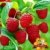 BALDUR-Garten Himbeeren TwoTimer® Sugana® , 1 Pflanze, Rubus idaeus -